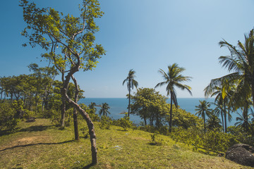 Beautiful Tropical Beach with Coconut Tree and Blue Sky