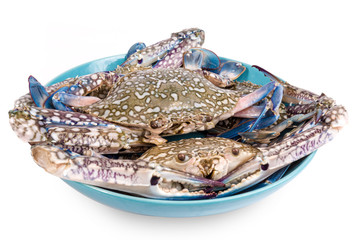 Raw chesapeake blue crab, Blue crab, Blue swimmer crab Or Blue manna crab on white background