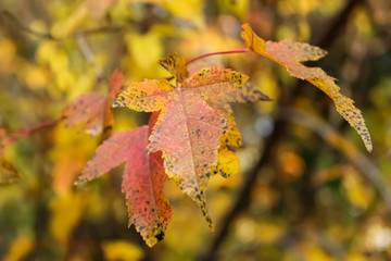 Bright autumn leaves weigh on a tree.