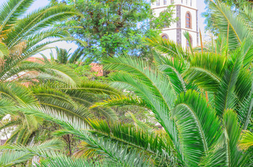 Fototapeta na wymiar Palm tree leaves in Tropical island at sunny day. Beautiful palm plant image for background.