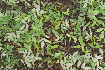 Leaves on Ground in Fall autumn before turning brown
