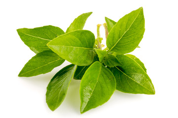Fresh basil isolated on white background