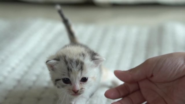Asian woman playing with her tabby cat,slow motion 