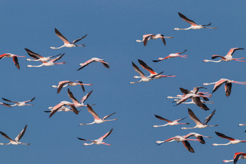 Flamingo birds crossing the sky from side to side. The birds fly in formation. Their wings are...