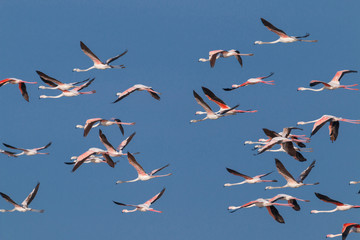 Flamingo birds crossing the sky from side to side. The birds fly in formation. Their wings are black pink and white. The guild the air on their migration to Africa or Europe.