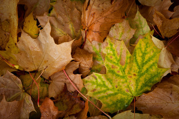 Fallen maple leaves on the ground, British Columbia, Canada