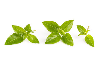 Fresh basil isolated on white background