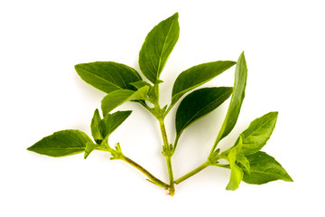 Fresh basil isolated on white background