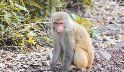 Relaxed Monkey in Natural Habitat