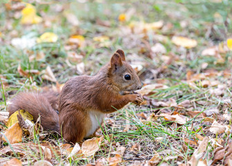Naklejka na ściany i meble red little squirrel sitting in park on ground with fallen yellow leaves