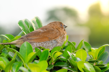 A lot of small funny birds sparrows Cute bird and spring nature, Green nature background,select focus.