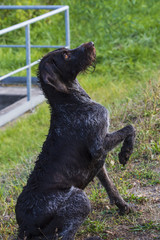 Ein Deutsch Drahthaar Hund wartet auf Befehle