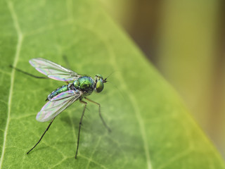 Macro insect portrait on green leaves and dark green nature background.