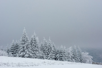 Christmas background with snowy fir trees