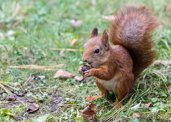 Naklejka na ściany i meble funny red squirrel sitting on grass and holding nut. nature in autumn