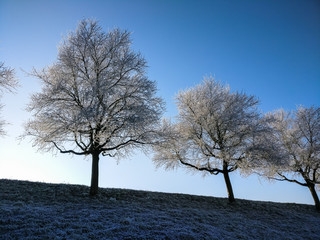 Gefrorene Bäume auf einem Hügel
