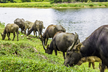Buffalo walk eating grass in field. Buffalo portrait. Asian buffalo in farm in thailand .Close up