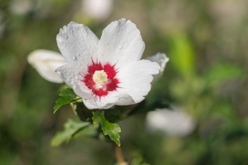 Beautiful white hibiscus flower close-up after rain in autumnal garden