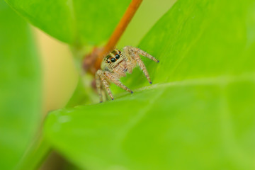 Macro photography,jumping spider on green leaves