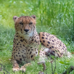 Cheetah lying on the wild grasses, Acinonyx jubatus, portrait 

