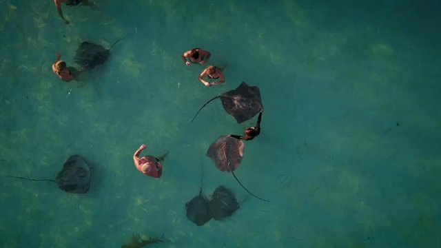 Aerial view of people swimming with sharks and rays.