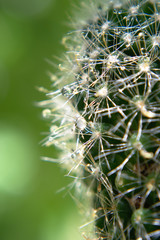 Closeup of a cactus with water drops