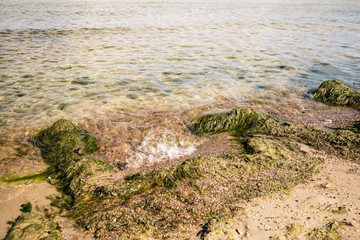 Algae on the shores of the Baltic Sea