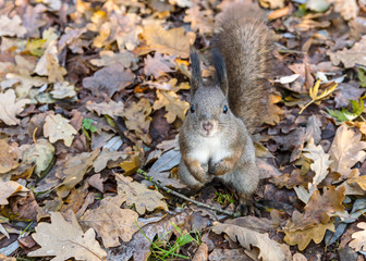 park in autumn. red squirrel sitting in dry fallen leaves, closeup view