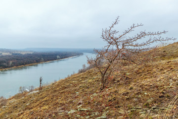 Fototapeta na wymiar The bare leafless tree on the hill slope near lowland river in cold snowless wintertime. Seversky Donets river, Rostov-on-Don region, Russia