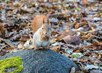 Naklejka na ściany i meble little red squirrel with fluffy tail sitting on stone in autumnal park and eating nut