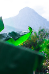 Palm leaves background