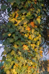 ivy leaves growing over a tree in the evening sunlight