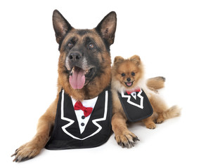 german shepherd and spitz