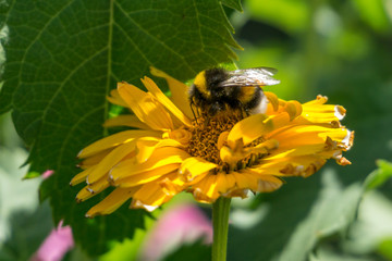 closeup fo bumblebee leeching nectar from a flower