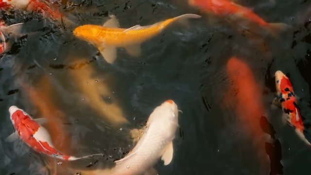 Natural background, aquarium close up. Vibrant Colorful Japanese Koi Carp fish swimming in traditional garden pond. Chinese Fancy Carps under water surface. Oriental symbols of fortune and good luck.