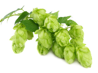 Hop cones isolated on white background. Beer brewing ingredients. Beer brewery concept. Beer background