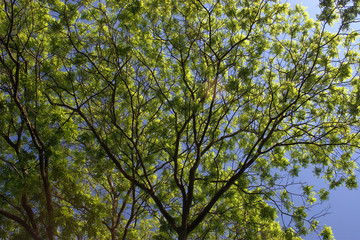 Frühlingsbaum.
Frisches grün am Baum