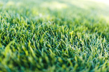 green grass image