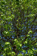 Frühlingsbaum.
Frisches grün am Baum