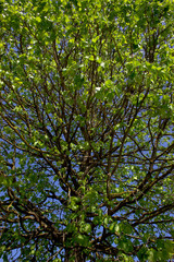 Frühlingsbaum.
Frisches grün am Baum