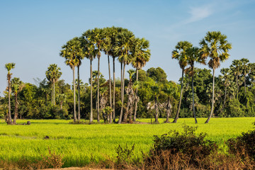 Fototapeta premium Kambodscha - Landausflug nordöstlich von Siem Reap