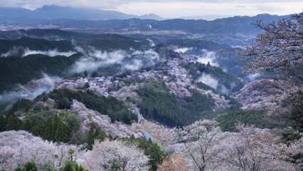 日本　風景　吉野　吉野山　一目千本　ヤマザクラ　寺　霧　雲海　桜　サクラ　春　桜色　Japan　Landscape　Chrryblosam