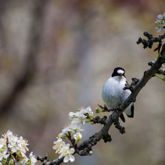 alone black and white bird in spring branch 'paridae'