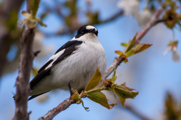 alone black and white bird in spring branch 'paridae'