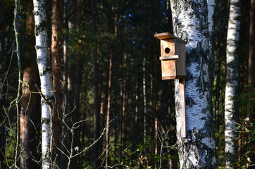 Wooden nesting box in the forest, a house for birds on a birch tree.