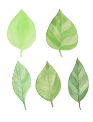 Watercolor green leaves of trees. - 225273968