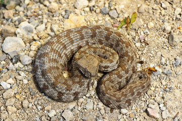 full length Macrovipera lebetina schweizeri in natural habitat