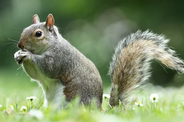 Schilderijen op glas grijze eekhoorn die noot eet in het park © taviphoto