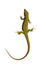 isolated common green lizard