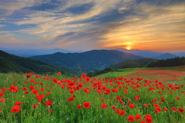 日本　風景　夕景　夕方　ポピー　ポピー畑　天空のポピー　夏　秩父　秩父高原牧場　Japan　Landscap